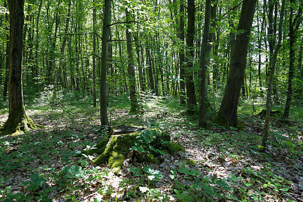 istock A deep, green forest with dense vegetation and diverse trees creates a sense of peace and solitude. Sunbeams breaking through the canopies fall to the ground, creating a unique light pattern and highlighting the beauty of nature. 2236028617