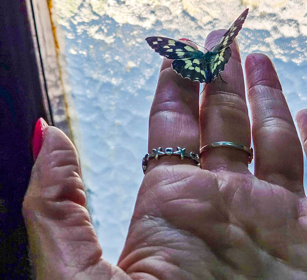 A butterfly pictured in the brightest colors