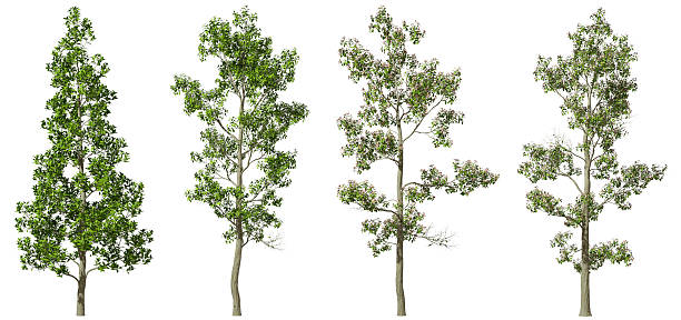 istock Cutout gardening outdoors trees set on white backgrounds 3d render 2236029290