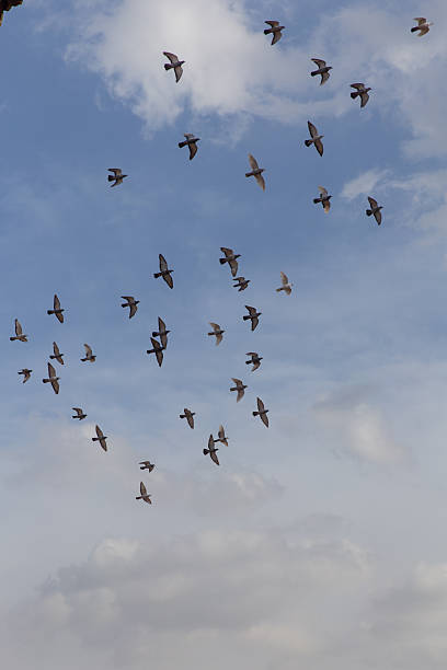 istock Pigeons flying in the sky above Meridian Gate (Wu Men) Square 2236031040