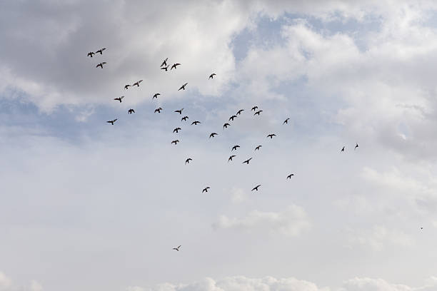istock Pigeons flying in the sky above Meridian Gate (Wu Men) Square 2236031057