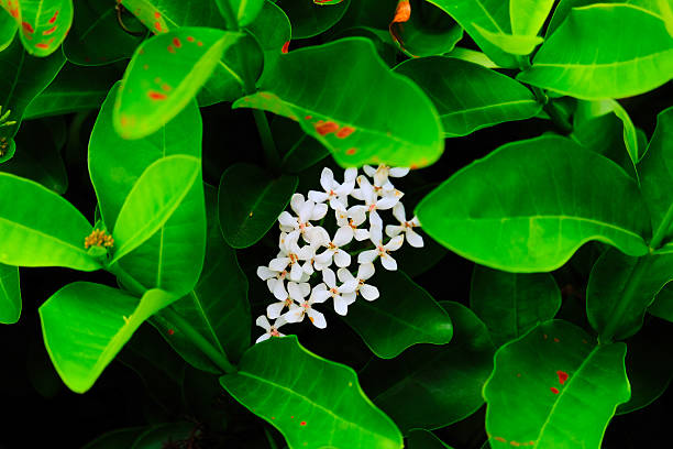flower in green park