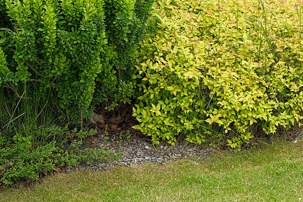 istock Different types of shrubbery, shrubs, stone path surrounded by evergreen trees. Professional Landscaping with lots of flowers, plants, rocks on the ground. Garden Daily Idea. English style. Real Video 2236031981