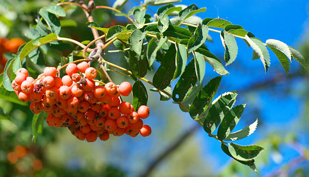 istock ashberry at dry sunny summer day 2236032067