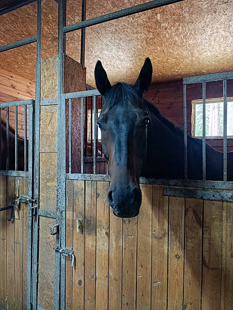 istock a black horse stands in a stall 2236033433
