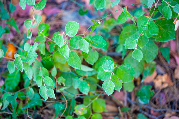 Close-up view of green leaves growing on thin vines against a background of brown and purple leaves and pine needles.
