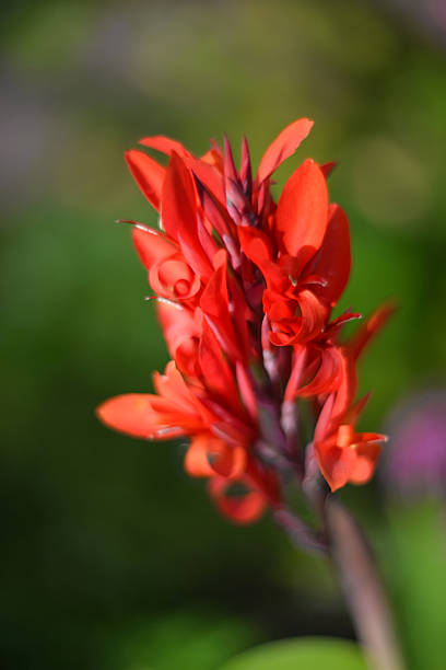 Red Canna Flowers