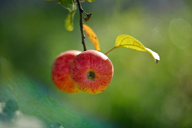 Red ripe apples on a branch in the garden