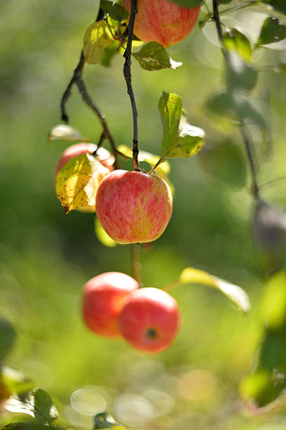Red ripe apples on a branch in the garden