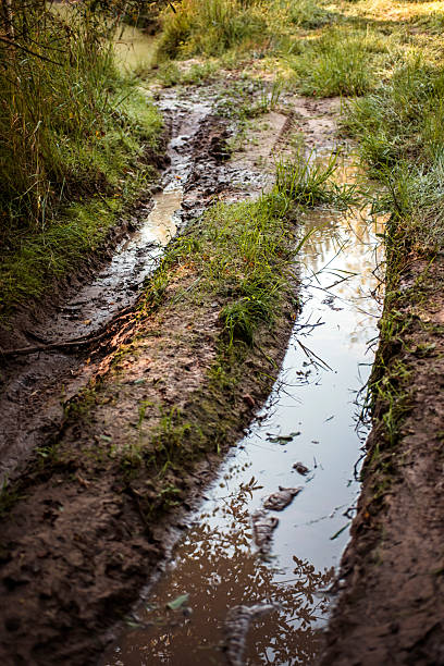 istock Forest road for cars after rain 2236034902