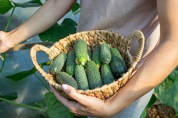 istock Woman harvesting cucumbers, cucumbers in hands. Selective focus 2236038536