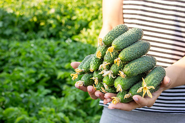 istock Woman harvesting cucumbers, cucumbers in hands. Selective focus 2236038581
