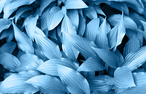 Leafy background. Lush blue foliage showcases intricate leaf patterns, creating serene and tranquil atmosphere, perfect for nature-themed designs and backgrounds emphasizing organic beauty and harmony