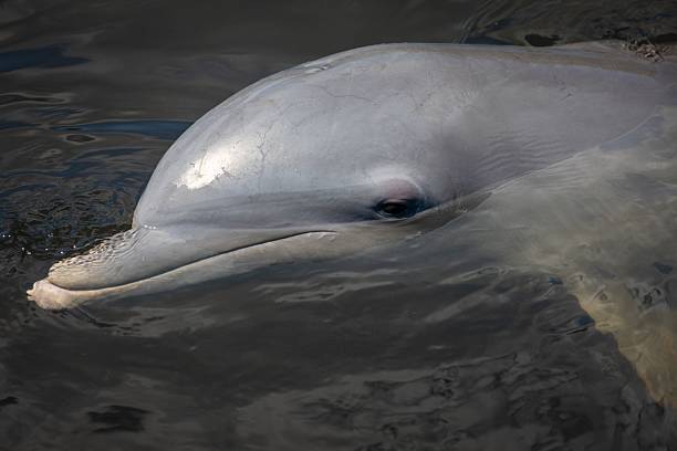 Dolphins underwater with one swimmer. GOPRO.