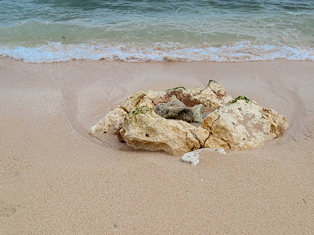 istock coral reef between the beach sand and small waves 2236040241