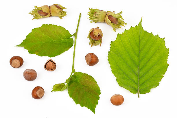 istock A leaf with a nut on it is surrounded by other nuts and leaves 2236040393