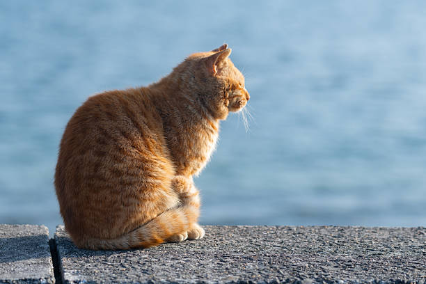 istock Cute cat sitting on the embankment 2236044884