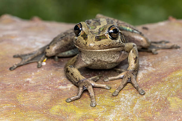istock Australian Motorbike Frog 2236045144