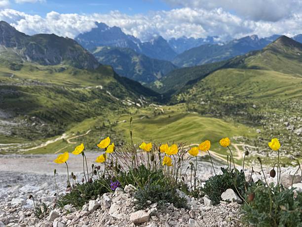 istock Yellow flowers in Dolomites 2236045719