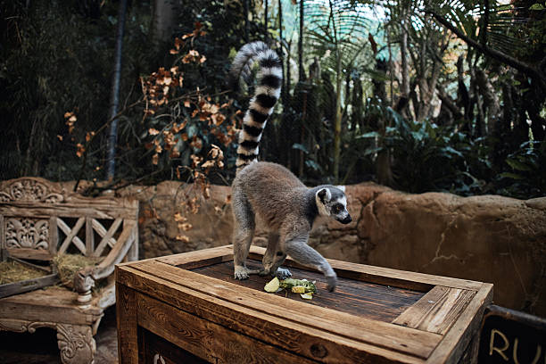 Lemur in the Zoo.