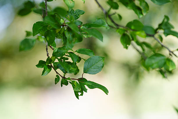 Close-up of a thin tree branch with vibrant green leaves, softly lit by natural sunlight. The shallow depth of field creates a dreamy, peaceful atmosphere, highlighting the freshness and delicate texture of the foliage in a springtime setting.