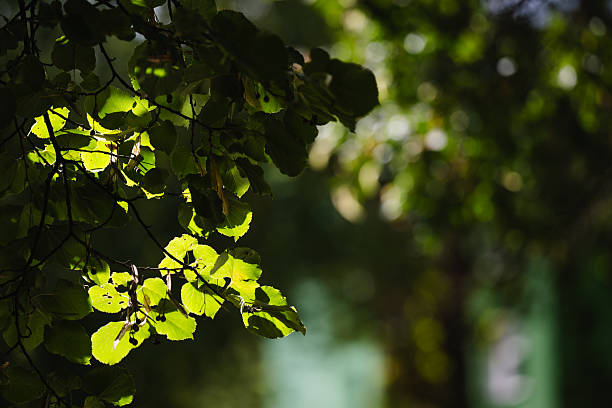 istock Green leaves illuminated by sunlight in forest shade 2236046395