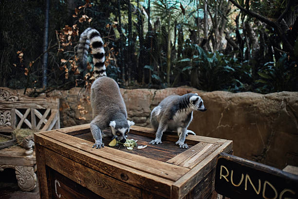Lemur in the Zoo.