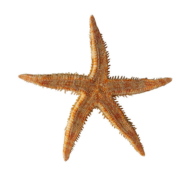 istock The starfish on white, isolated 2236047134