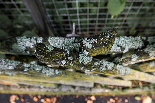 Macro shot of a broken wooden fence covered with moss and lichen. Detailed view of aged and decayed wood texture in a natural outdoor environment.