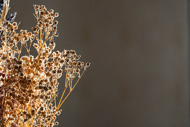 Close-up of delicate dried wildflowers lit by warm sunlight on a neutral background. Minimalist natural decor and rustic interior concept