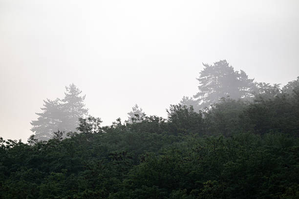 A mist-covered hillside with the silhouettes of trees emerging through the fog. The soft light and muted tones create a calm, mysterious atmosphere, highlighting the beauty of nature in early morning or seasonal weather.