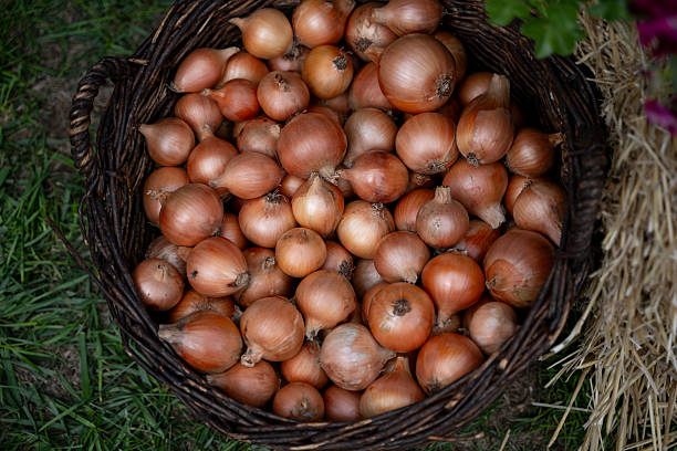 A wicker basket filled with freshly harvested brown onions placed on the grass. The natural colors and rustic setting highlight the simplicity and freshness of seasonal vegetables.