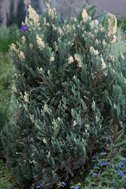 istock Lush green shrub with yellow-tipped foliage 2236049115