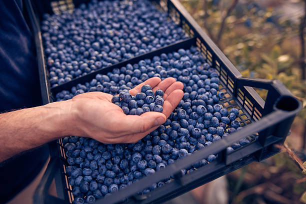 istock Farmer holding fresh blueberries on a farm. 2236049134