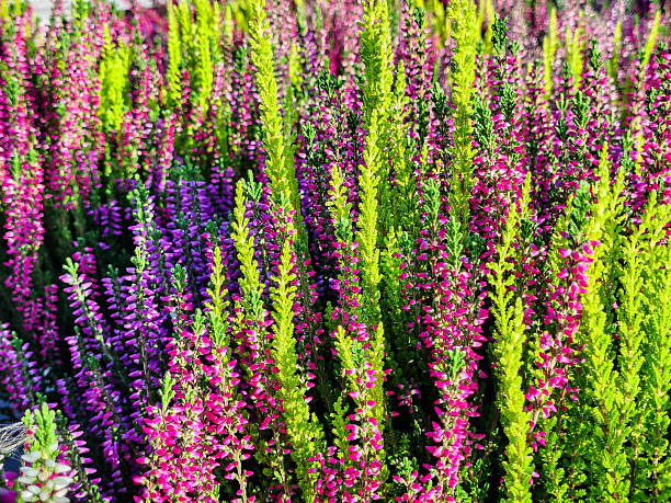 Heather, a plant with beautiful autumn colors.