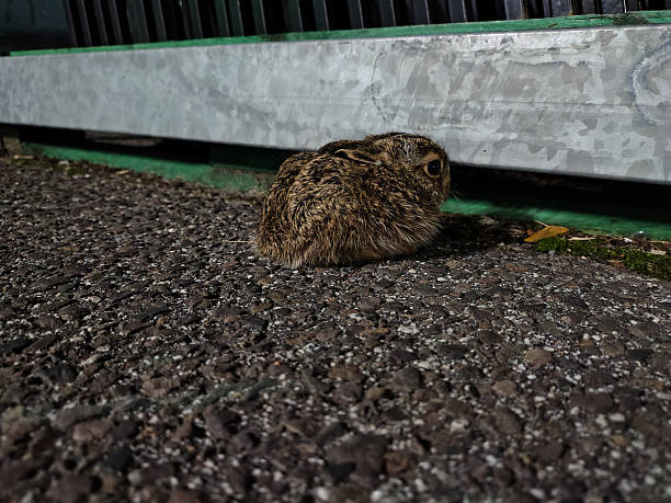 istock Little hare, animals in the city. 2236049639