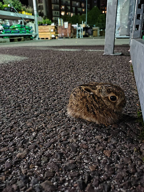 Little hare, animals in the city.