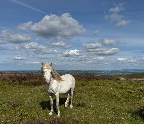 istock White welsh Pony on the Long Mynd, Shropshire 2236050013