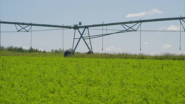 istock The irrigation system is efficiently operating in the green field beneath a clear blue sky 2236050818