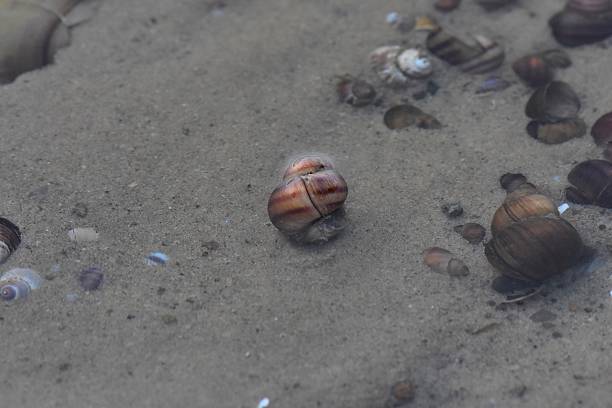 Shells on the sandy beach in Dnipro river in the summer