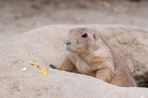 istock Cynomys ludovicianus exploring outside 2236054419