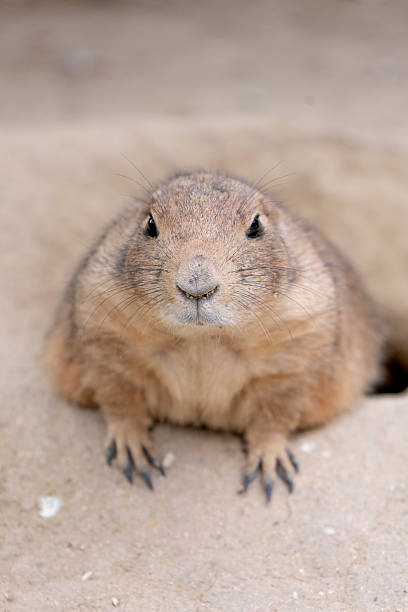 istock Cynomys ludovicianus in alert posture 2236054424