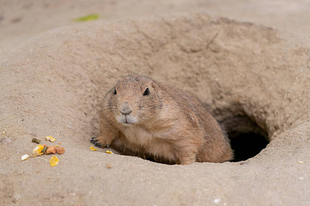 istock Curious prairie dog outdoors 2236054435
