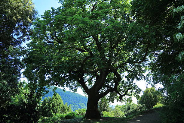 Solitary mature Quercus tree in forest landscape. This photo features a large solitary tree likely Quercus robur commonly known as English oak standing prominently in a woodland clearing The massive trunk and wide spreading branches create a dramatic silhouette against the sunlit background The scene includes a lush mountainous landscape with mixed vegetation suggesting a temperate forest ecosystem during late spring or early summer