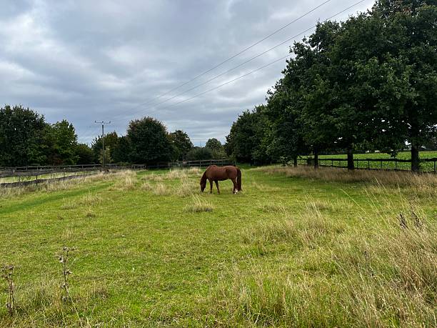 istock Brown horse on the green pasture 2236055370