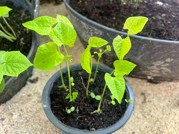 istock Young seedlings from seeds growing in the ground 2236056590