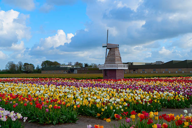 one dutch windmill over tulip flowers field in sunny day, Netherlands
