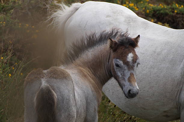 A Dartmoor Hill foal standing next to a white mare turning to look at the camera.