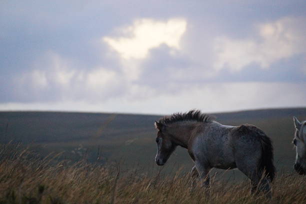 Dartmoor ponies relaxing on Dartmoor