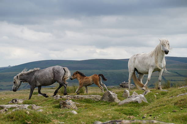 Three dartmoor hill ponies on the moor, a grey mare walking away, a brown foal galloping behind her and a white stallion standing.